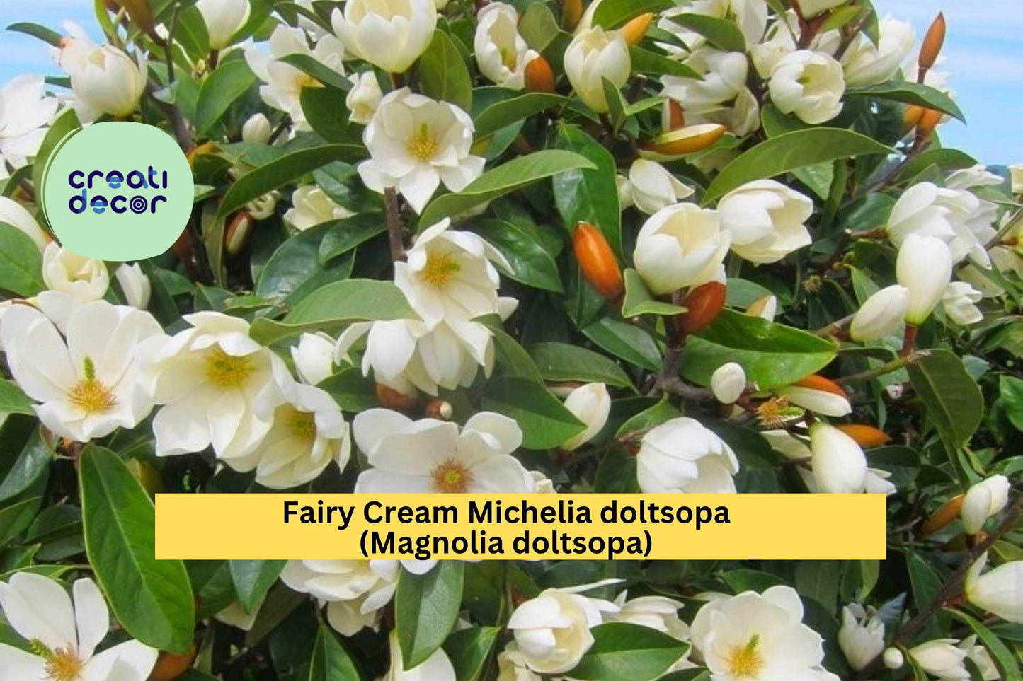 Fairy Cream Michelia Magnolia – Michelia doltsopa – Well-Rooted Live Tree, Cream Fragrant Blooms, Evergreen Flowering Plant
