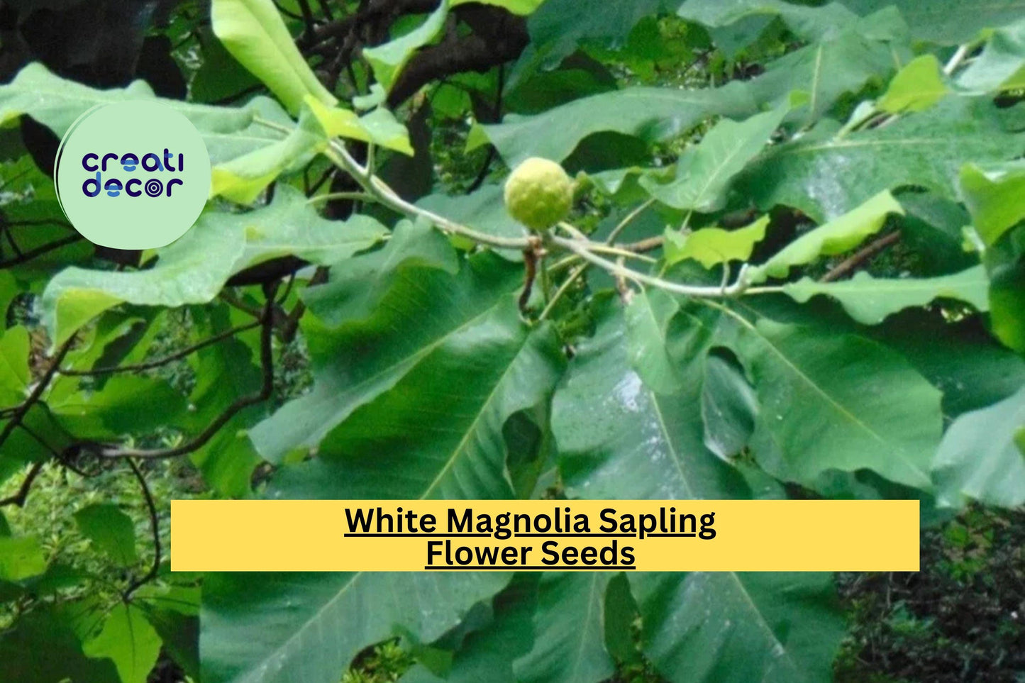 White Magnolia Sapling – Live Bare Root Plant 12+ Inches, Big Leaf Magnolia Tree for Garden or Landscape, Hardy Ornamental Flowering Tree