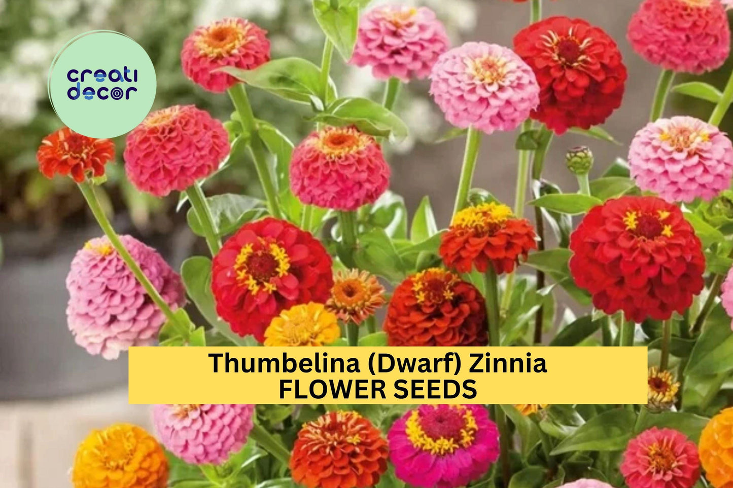 100+ Thumbelina Zinnia Seeds – Dwarf Colorful Blooms for Garden Planting, Compact Annuals for Edging, Pots & Small Spaces – USA