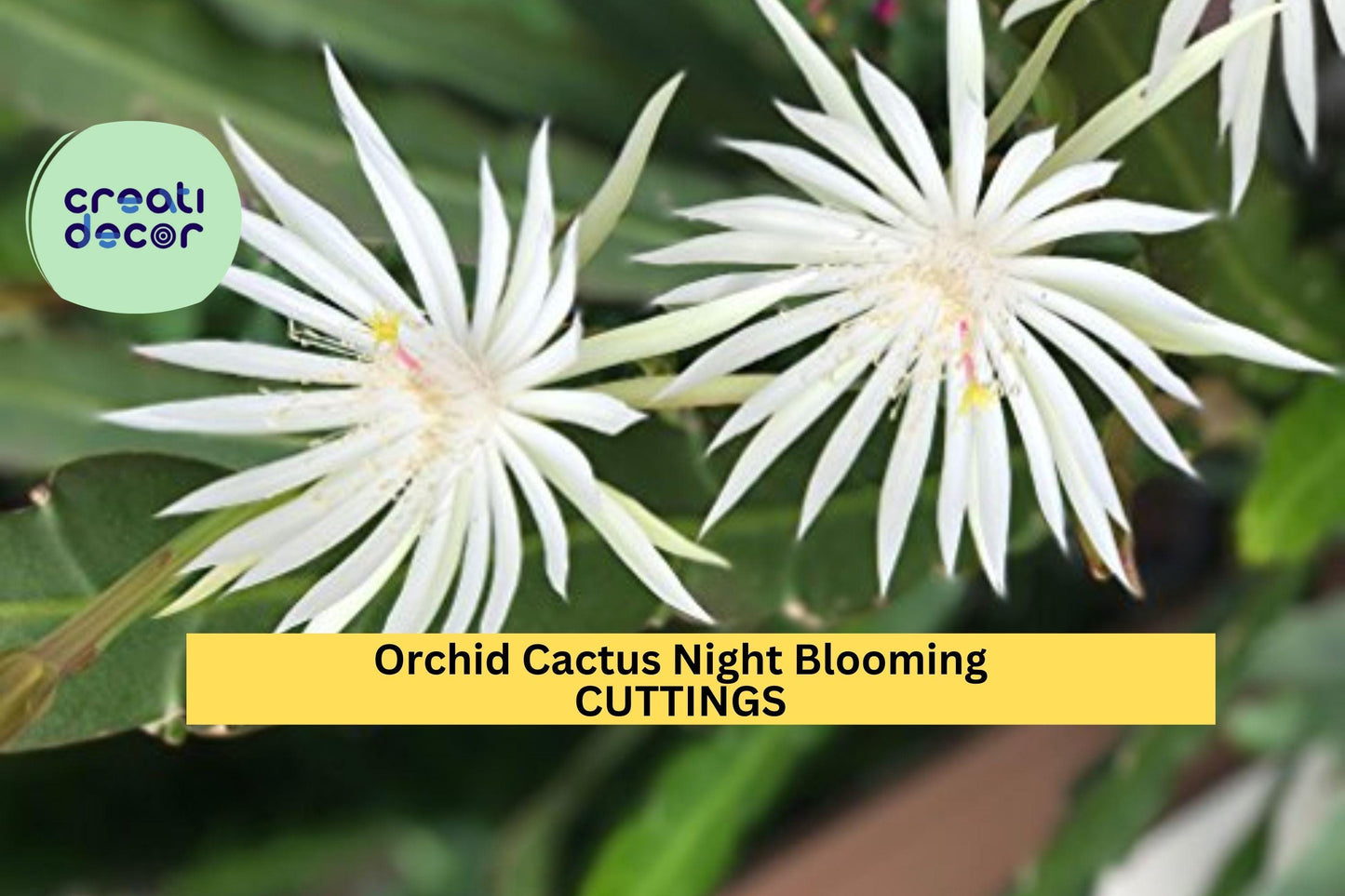2 Epiphyllum Hookeri Cuttings – Night-Blooming Orchid Cactus | Unrooted Jungle Cactus Stems for Hanging Baskets or Tropical Displays