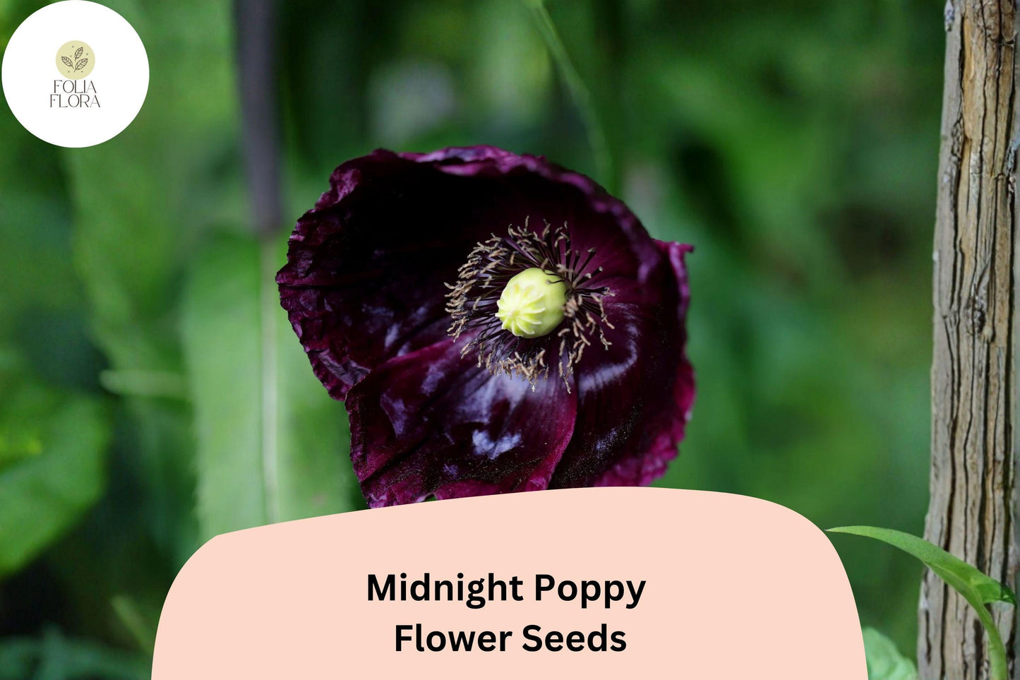 200+ Midnight Poppy Seeds for Garden Planting – Dark Purple to Black Blooms, Easy to Grow Annual Flowers