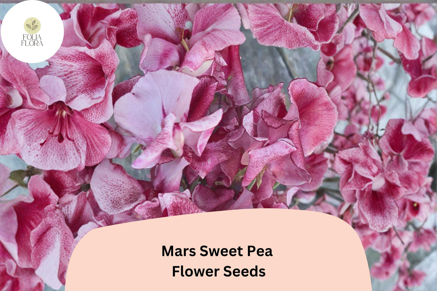 Mars Sweet Pea Seeds | Lathyrus odoratus Deep Red Flowers Garden Planting (50+ Seeds)