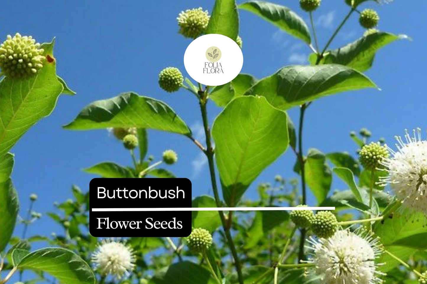 25 Button Bush Seeds | Cephalanthus Occidentalis | Native Shrub for Wetland Gardens, Bees, Butterflies & Wildlife