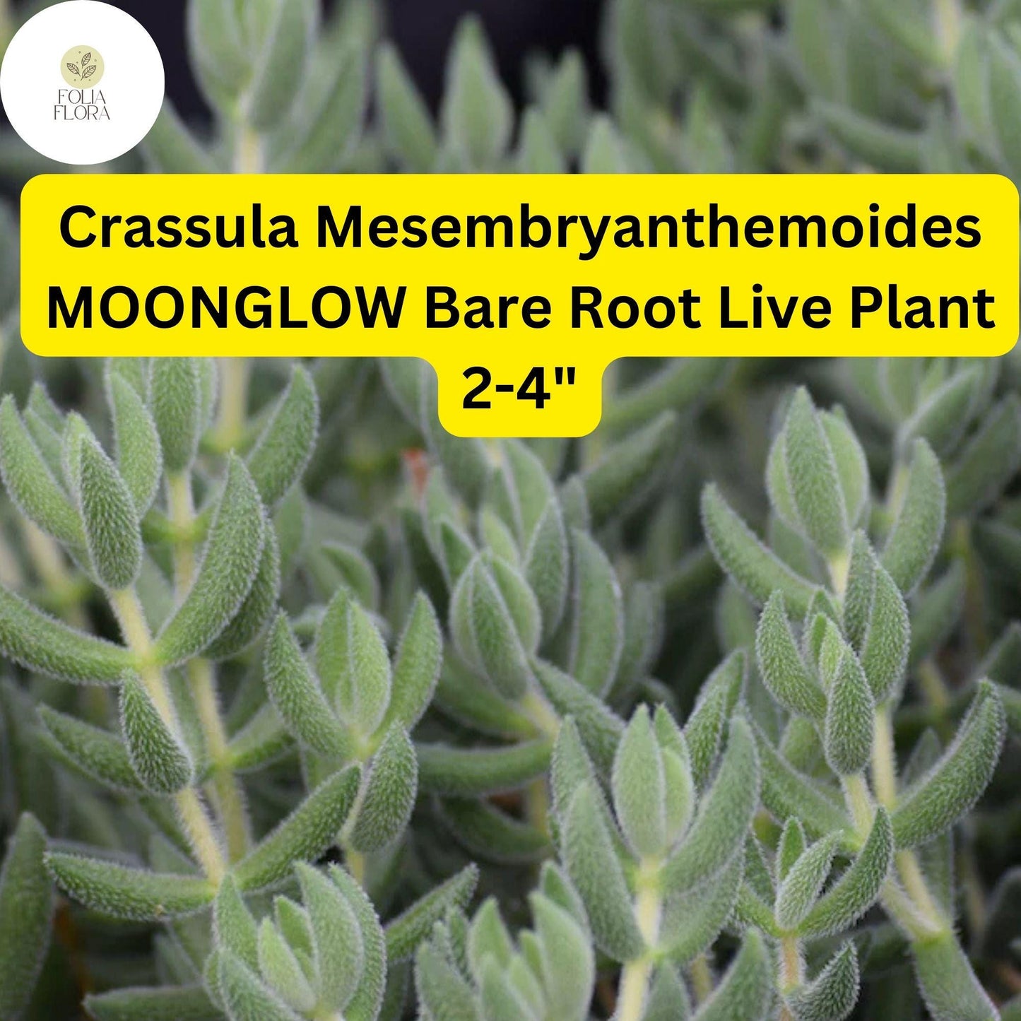 Crassula Mesembryanthemoides ‘Moonglow’ | 1 Live 2-4" Bare Root Succulent | Fuzzy Leaves, Compact Growth, Rare Easy-Care Plant