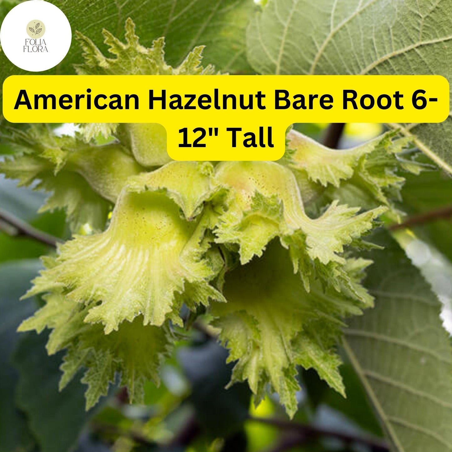 2 Bare Root American Hazelnut Trees, 6-12" Tall, Live Trees, Ready to Plant
