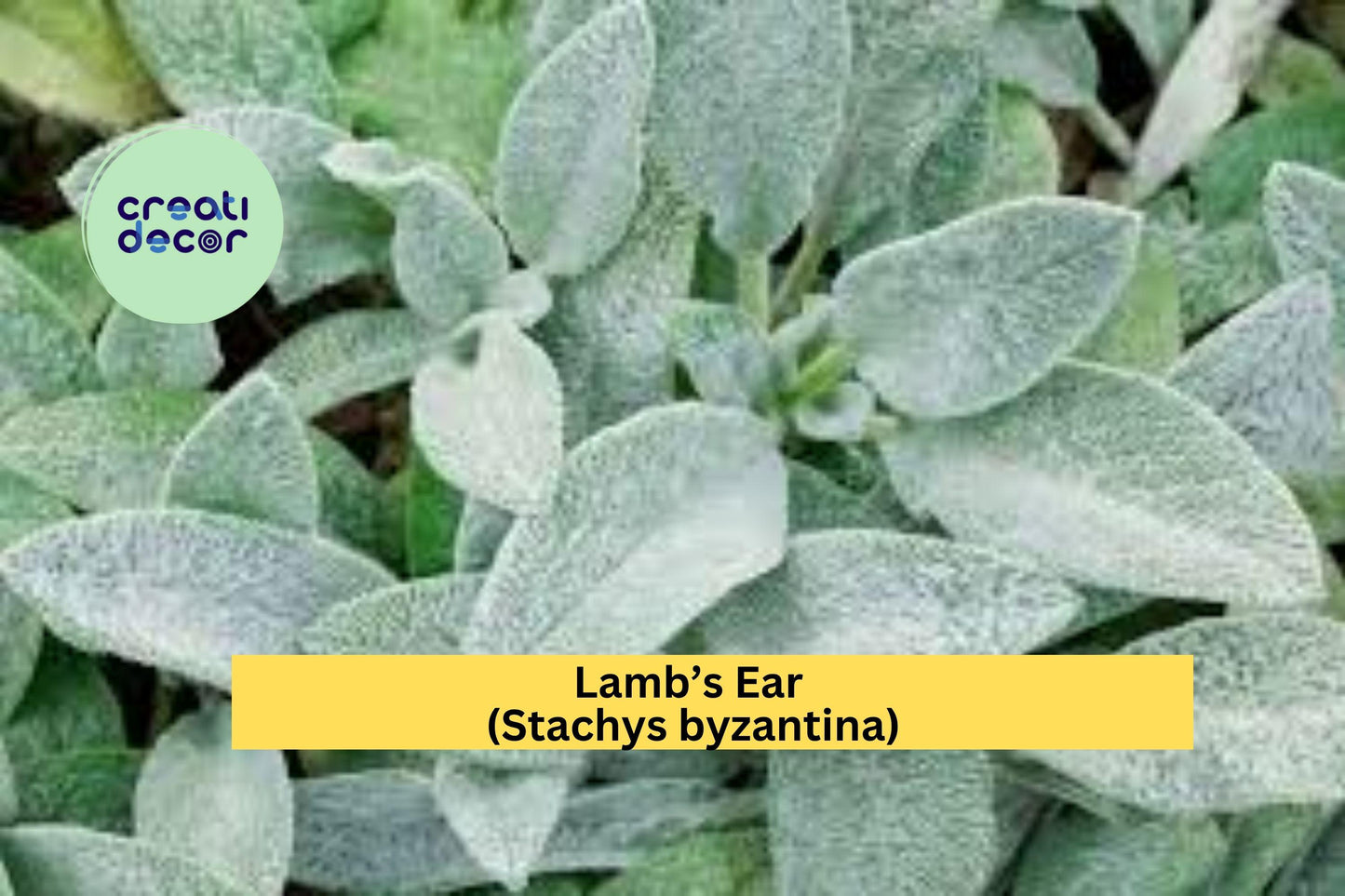 3 Lamb’s Ear Starter Plants – Stachys byzantina – Soft Silver Foliage Perennial – Drought-Tolerant Groundcover for Garden Beds