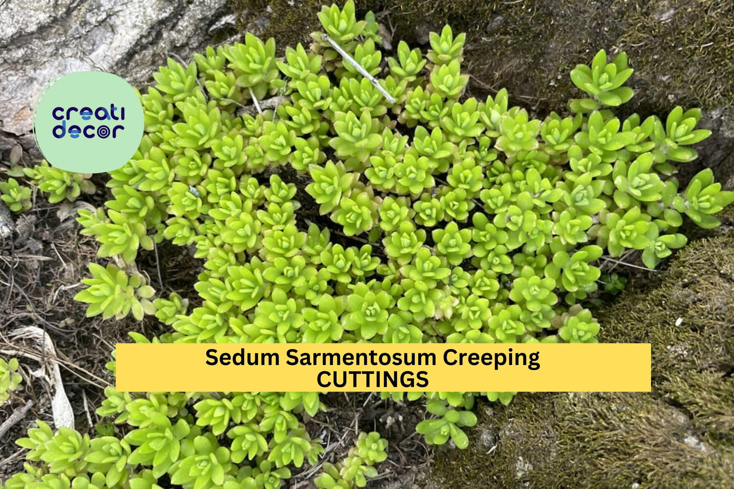 60 Sedum Sarmentosum Cuttings | Creeping Ground Cover Starter | Fast Growing Perennial Succulent | Live Fresh Cuttings