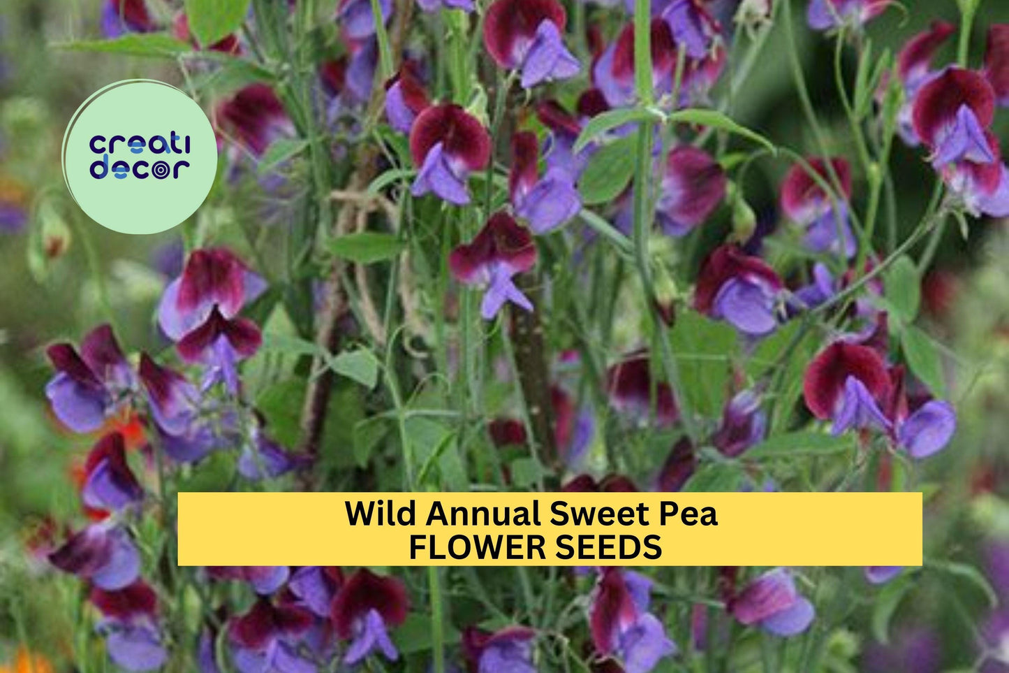 50+ Wild Annual Sweet Pea Seeds – Mixed Color Fragrant Blooms for Garden Planting, Climbing Vines for Trellises & Fences – USA