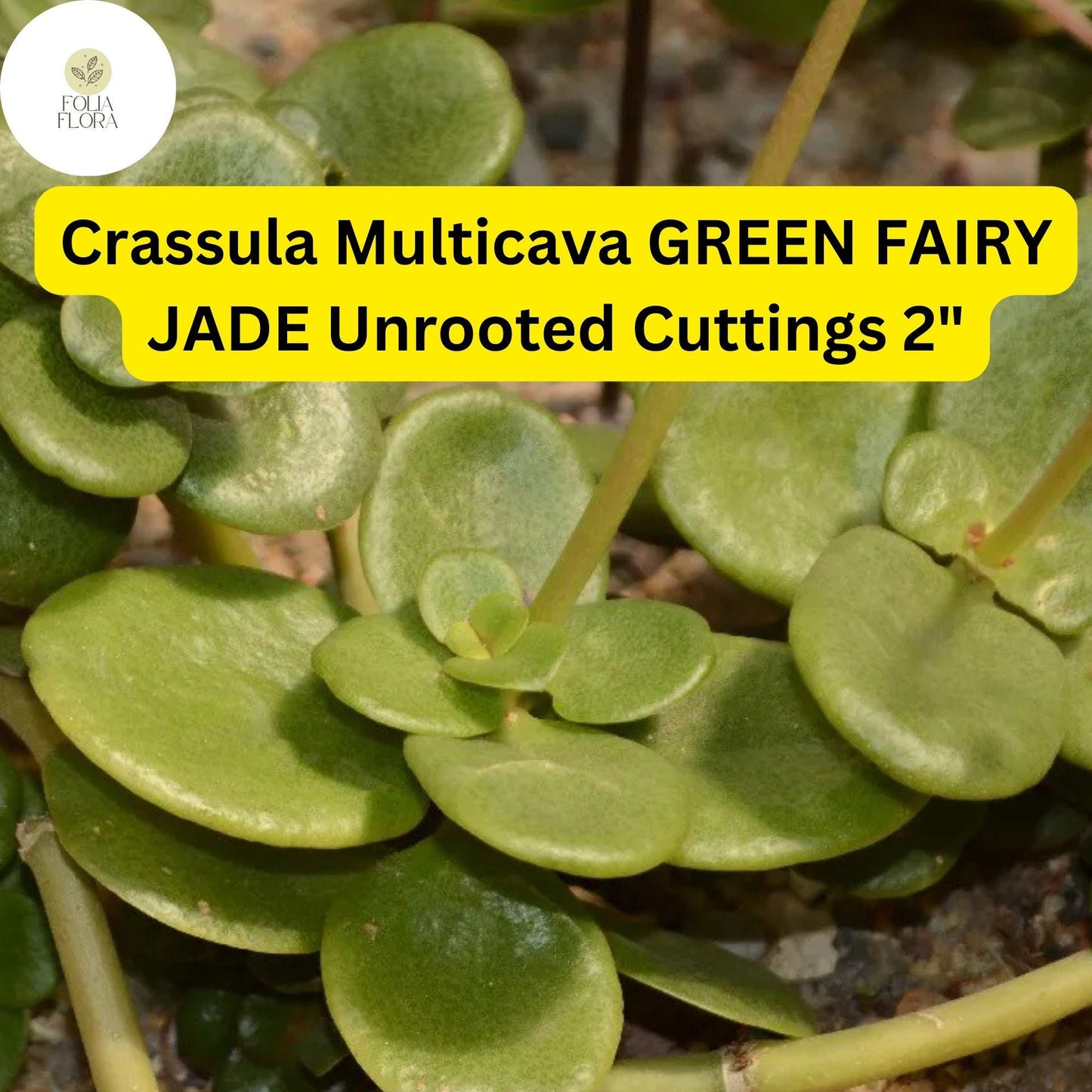 Crassula Multicava ‘Green Fairy Jade’ | 2 Unrooted 2” Cuttings | Fast-Growing, Easy-Care Succulent, Ground Cover, Unique Houseplant