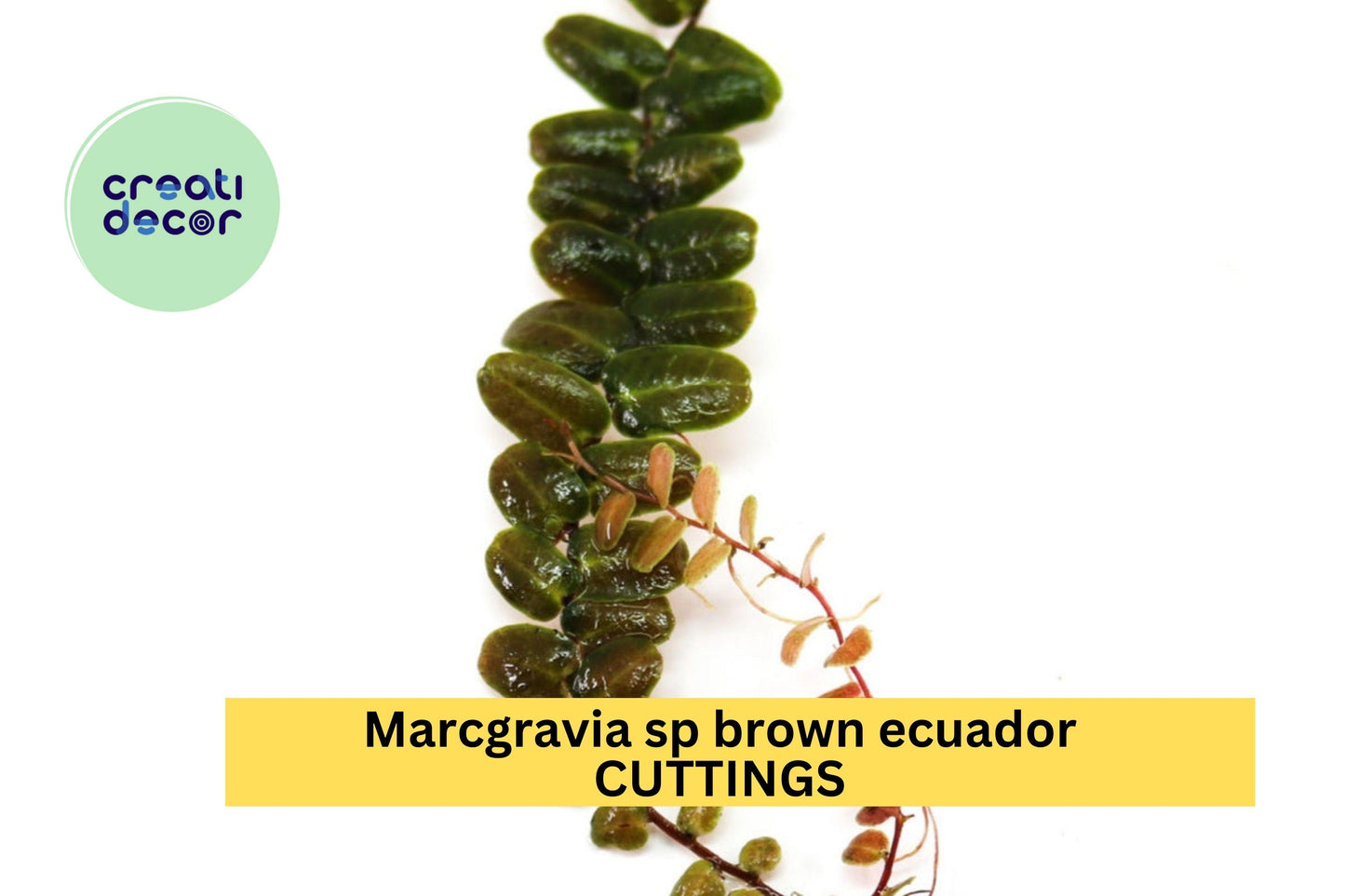 Marcgravia sp. Brown Ecuador 1 Cutting – 10 Leaf Segment for Terrariums or Vivariums, Rare Shingling Plant with Exotic Foliage – USA