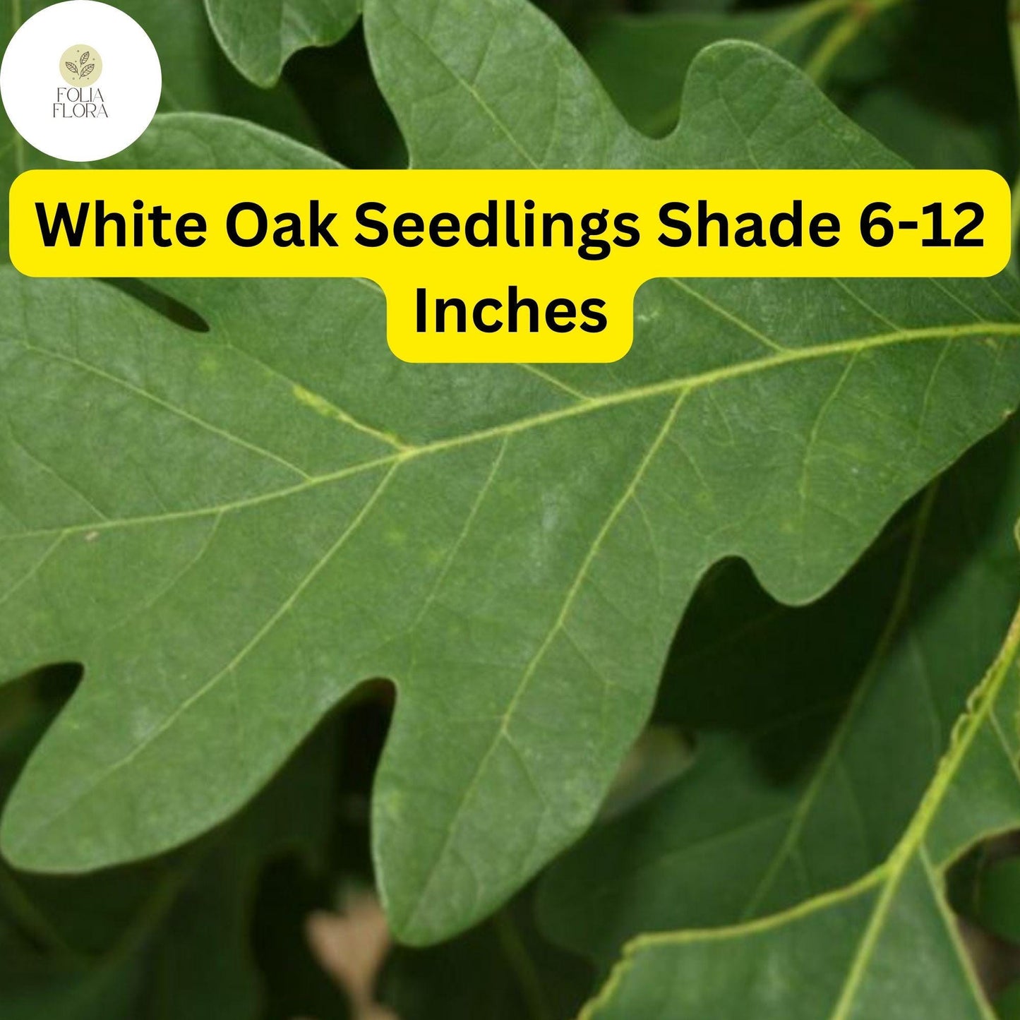 5 White Oak Trees, Quercus alba, Live Plants, Bare Root Seedlings, Shade Trees 6-12 Inches Tall