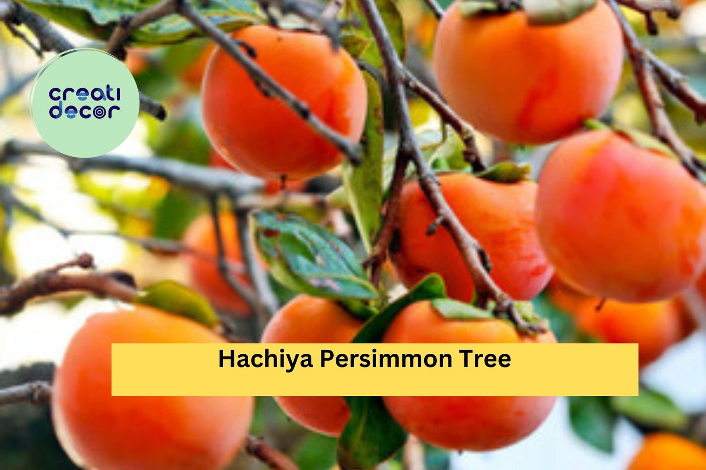 Hachiya Persimmon Tree – 6 Unrooted Cuttings (6–8") Diospyros kaki, Hardy Fruit Tree Cuttings for Rooting or Grafting