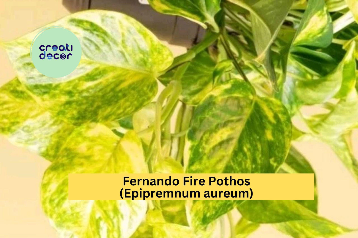 Fernando Fire Pothos Cuttings | Epipremnum Aureum Variegated Houseplant | 3 Fresh Unrooted Cuttings for Indoor Plant Propagation