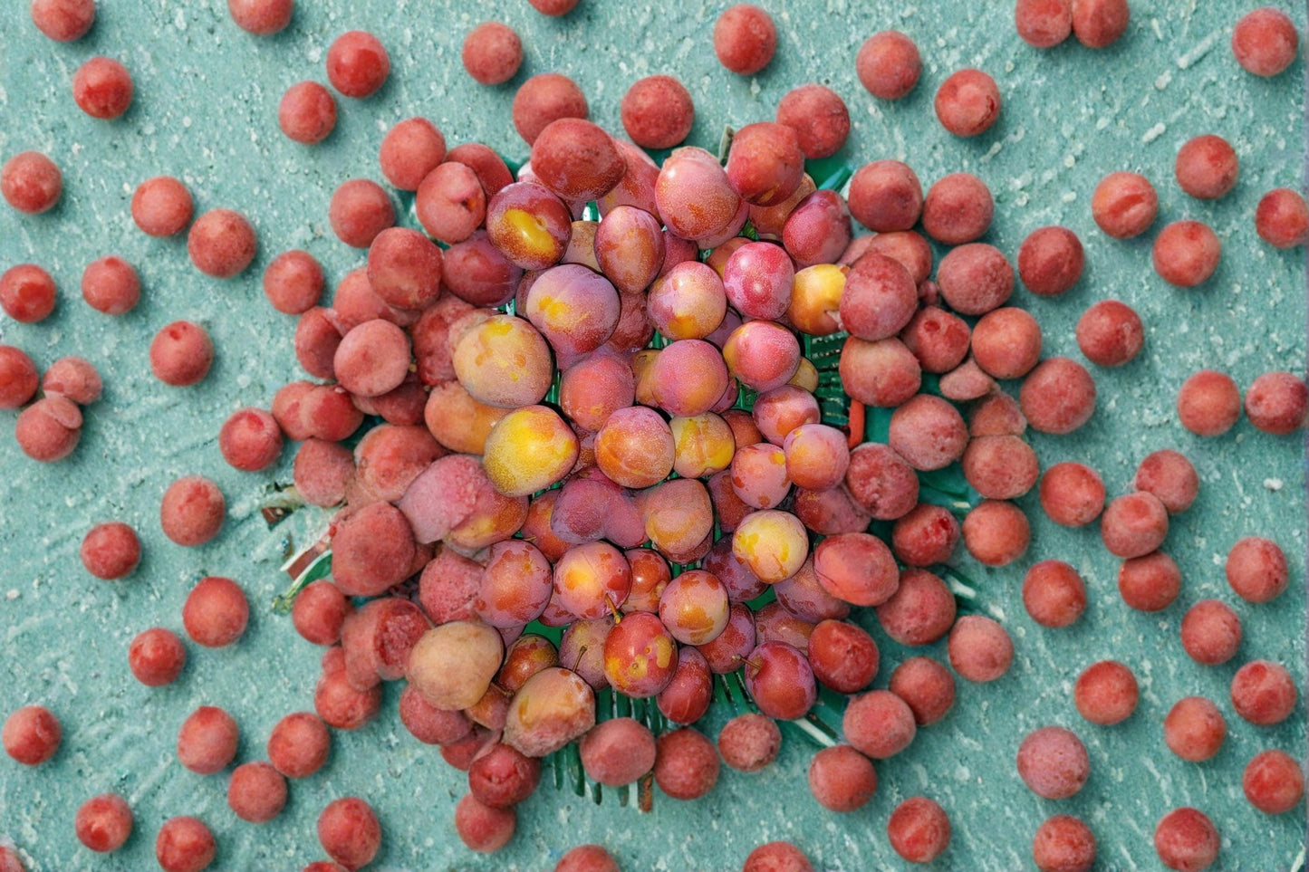 Superior Plum 6 Cuttings 5+ Inch (Prunus salicina) Fresh Grafting Wood