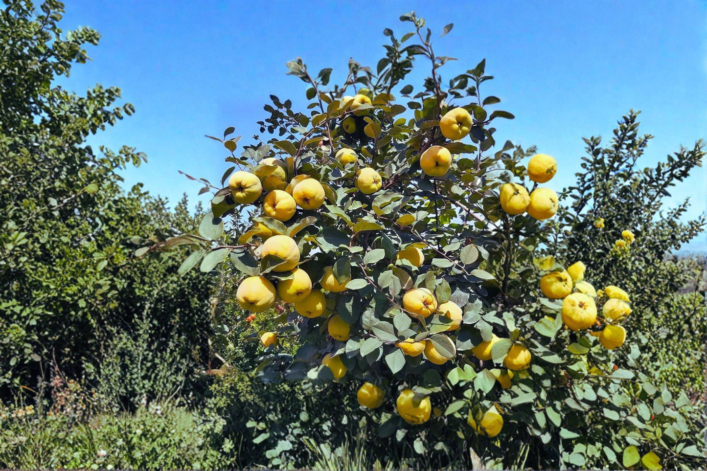Honey Quince 5 Cuttings Unrooted (Cydonia oblonga) Fruit Tree