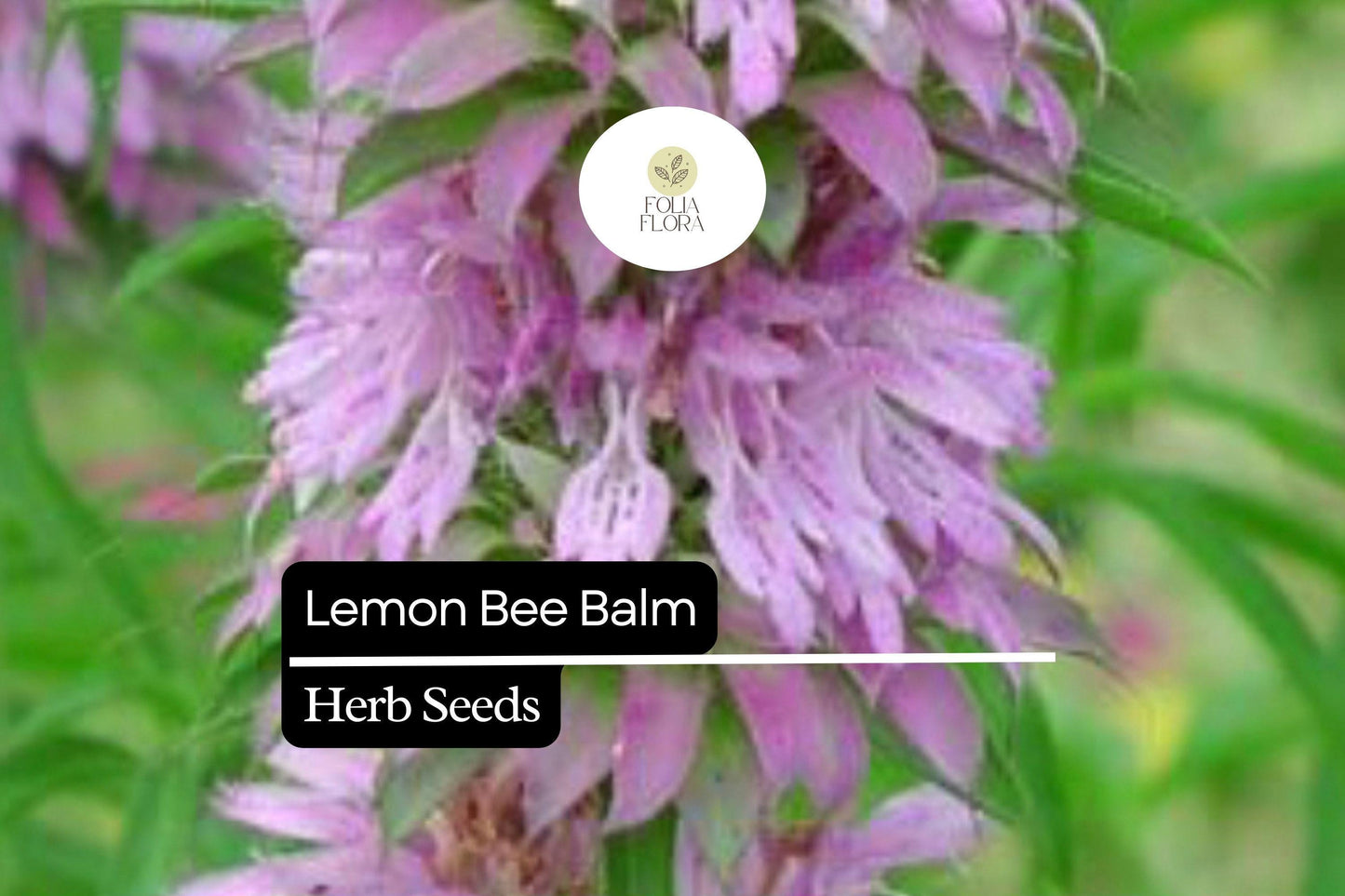 Lemon Bee Balm Seeds | 25 Seeds | Monarda Citriodora | Fragrant Pollinator Plant for Garden or Container Growing