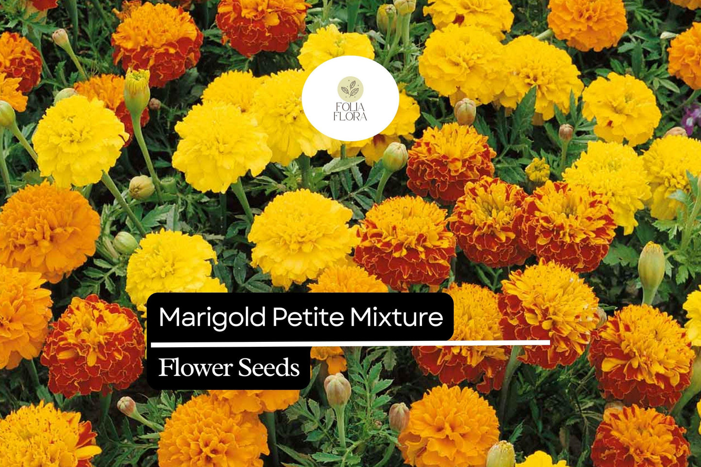 500mg Marigold Petite Mixture Seeds, Compact French Marigolds, Vibrant Blooms for Gardens & Containers