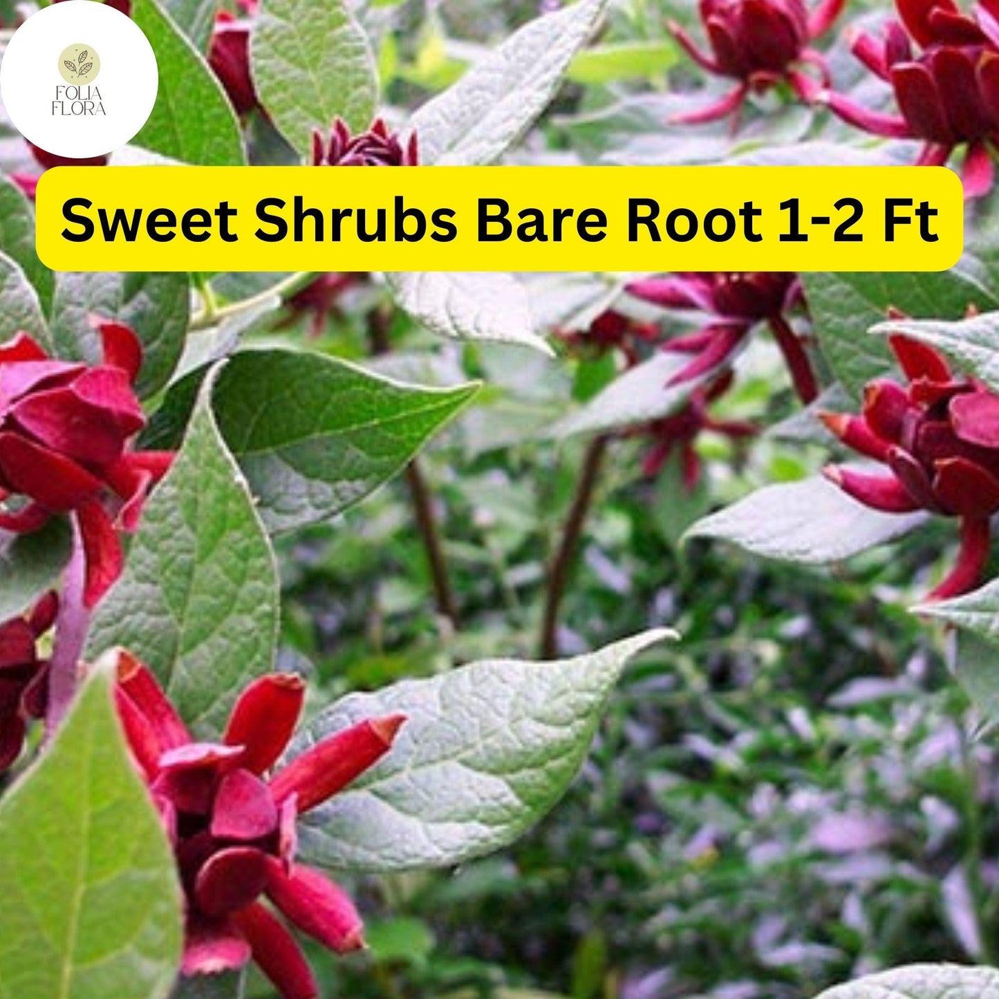 2 Bare Root Sweet Shrubs (Calycanthus floridus) 1-2 Ft Tall Live Flowering Shrubs Ready to Plant