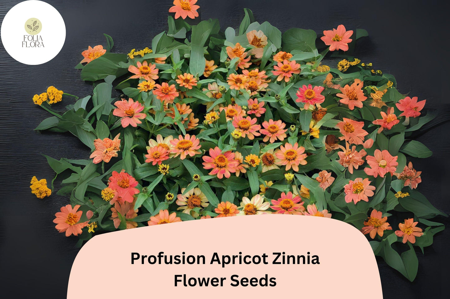 Profusion Apricot Zinnia Seeds: Peach-Orange Blooms for Summer Gardens