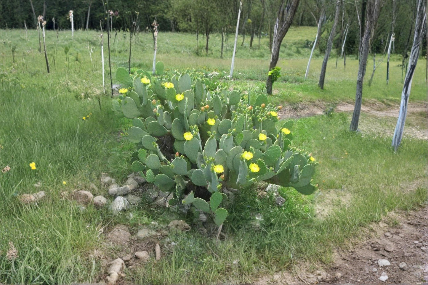 Opuntia Cacanapa 2 Pads / Cuttings Spineless Prickly Pear Cactus (Opuntia cacanapa ‘Ellisiana’)