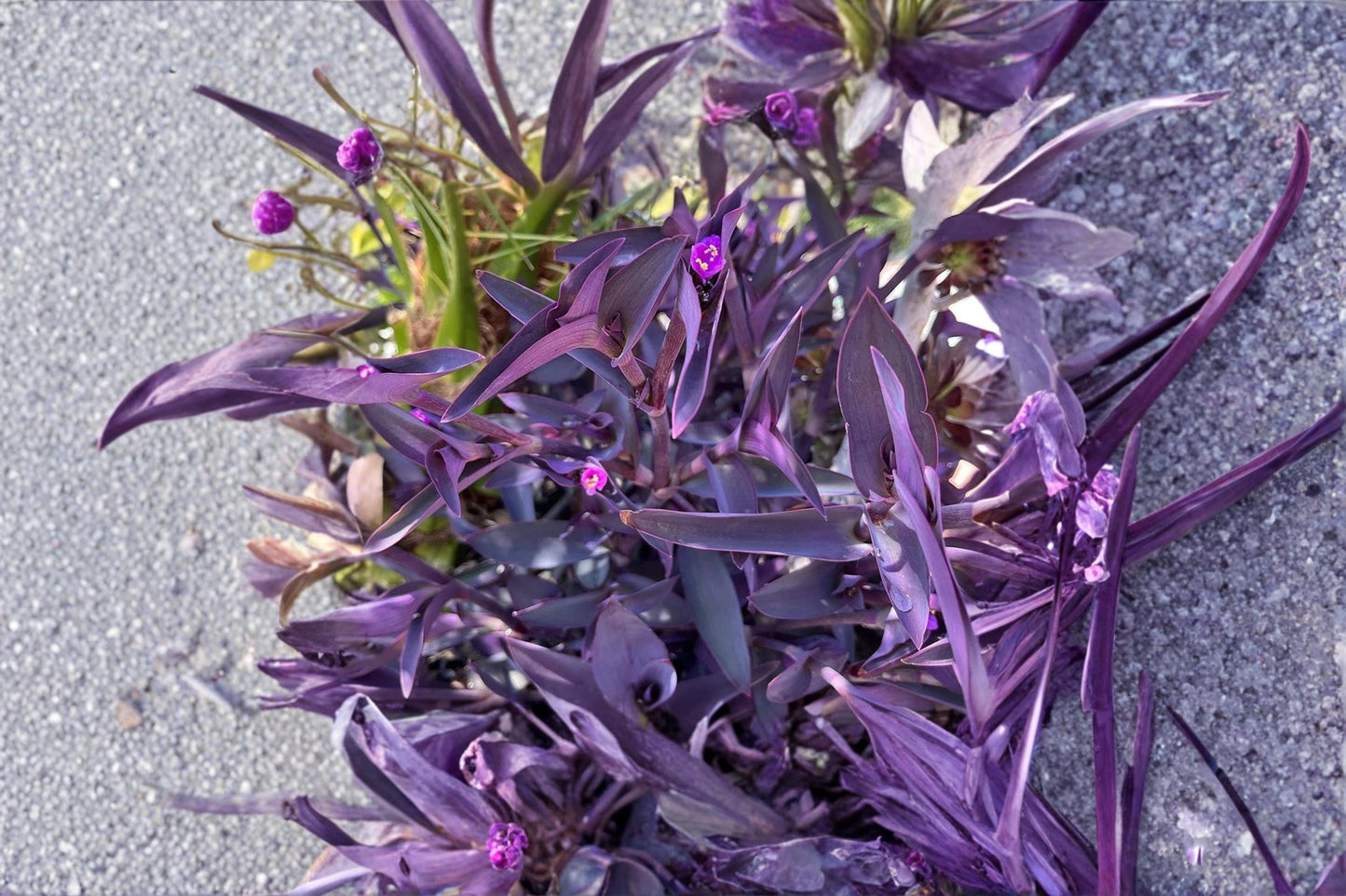 Purple Heart 10 Cuttings (Tradescantia pallida) Unrooted Wandering Plant
