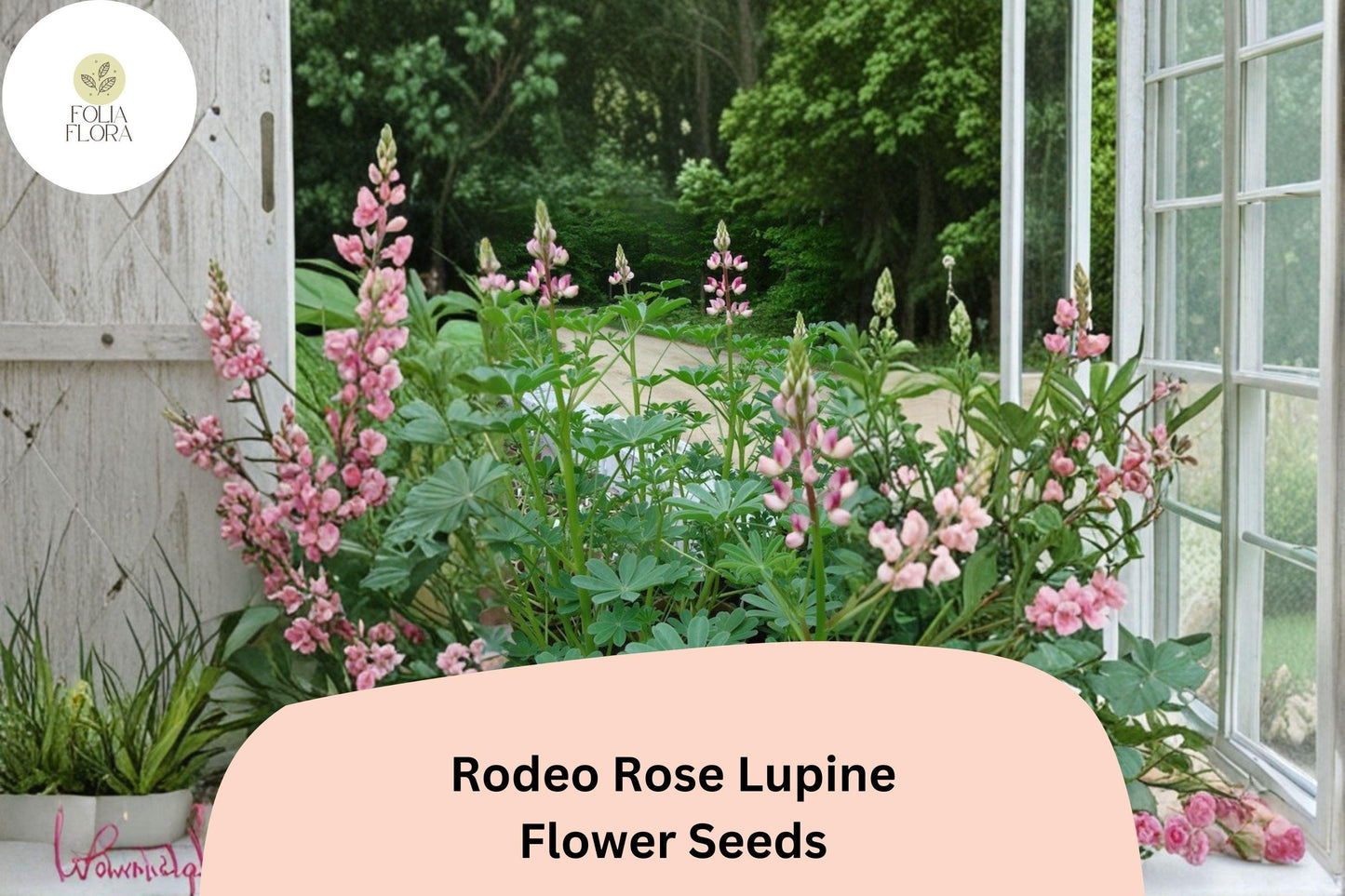 25+ Rodeo Rose Lupine Seeds | Pink-Red Lupinus | Vibrant Spiked Blooms for Garden Planting