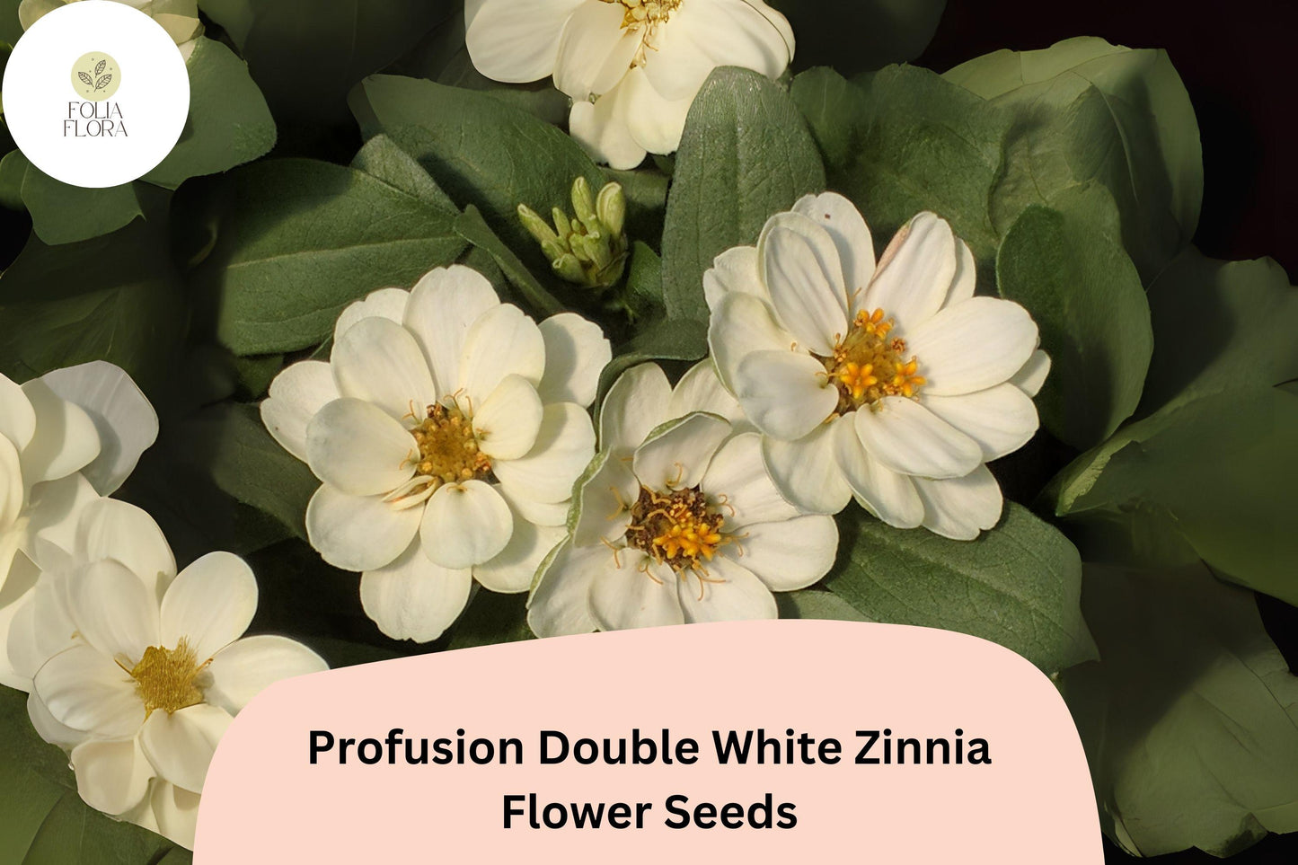 100+ Profusion Double White Zinnia Seeds | Pure White Blooms | Compact Garden Annual Flowers, Easy Grow, Cut Flower Variety