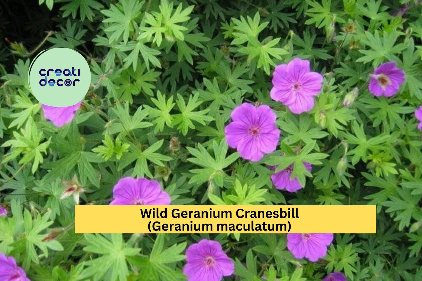 Wild Geranium Cranesbill (Geranium maculatum) | 10 Bare Root Organically Grown Perennial Plants | Native Shade Garden Flower