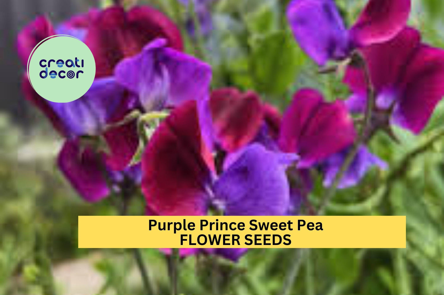 50+ Purple Prince Sweet Pea Seeds – Deep Violet Fragrant Blooms for Garden Planting, Climbing Vines for Trellises & Bouquets – USA