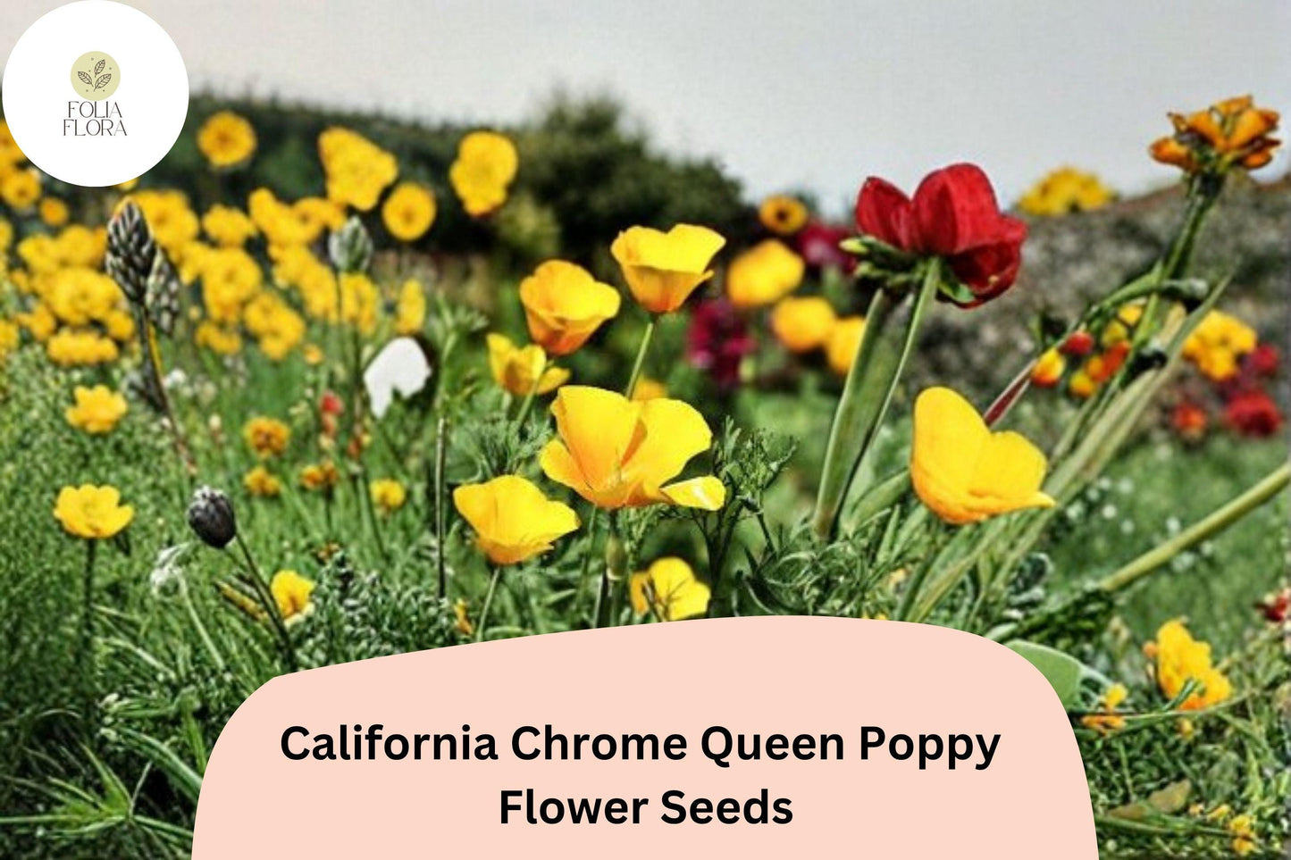 200+ California Chrome Queen Poppy Seeds | Eschscholzia californica | Bright Yellow Blooms | Easy Wildflower Seeds