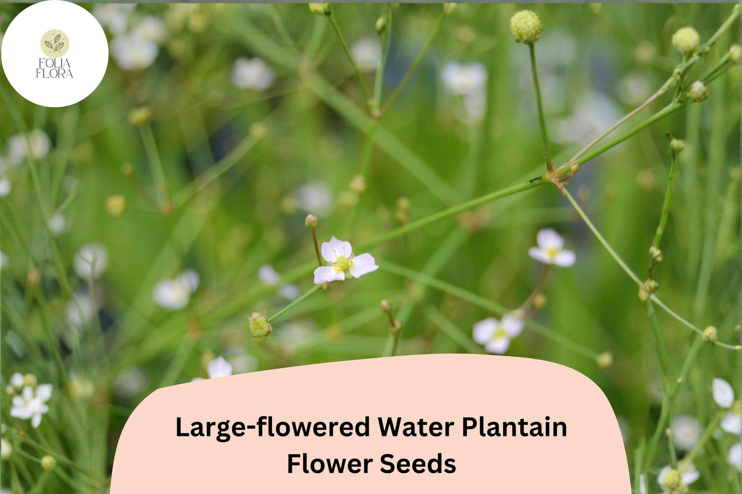 300 Large-Flowered Water Plantain Seeds | Alisma subcordatum | Native Aquatic Wildflower