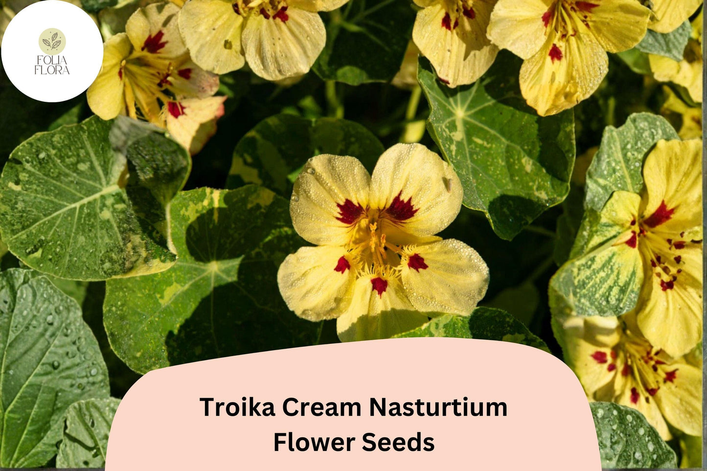 50+ Troika Cream Nasturtium Seeds | Tropaeolum majus | Creamy White Blooms | Trailing Annual for Garden