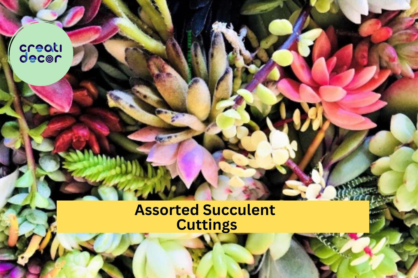 10 Assorted Succulent Cuttings – Live Clippings for Terrariums, Dish Gardens & Mini Fairy Garden Decor