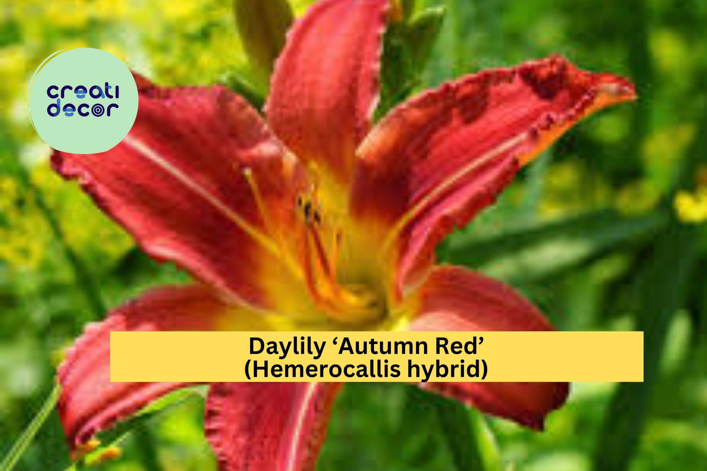 Daylily ‘Autumn Red’ (Hemerocallis hybrid) – 1 Mature Fan Bare Root Starter Plant – Hardy Perennial Red Blooms