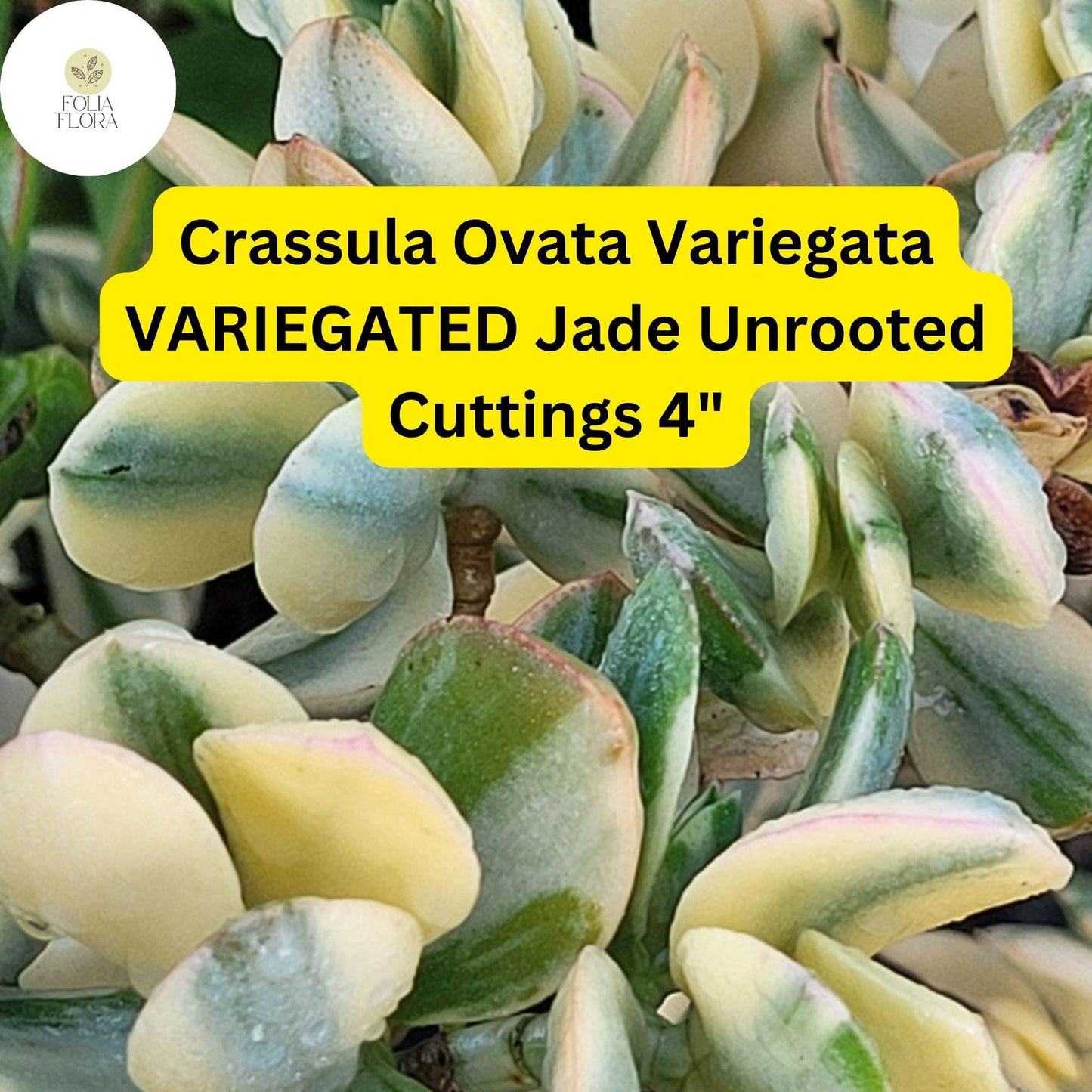 Crassula Ovata Variegata ‘Variegated Jade’ | 3 Live 4” Unrooted Cuttings | Unique, Easy-Care Succulent, Drought-Tolerant Houseplant