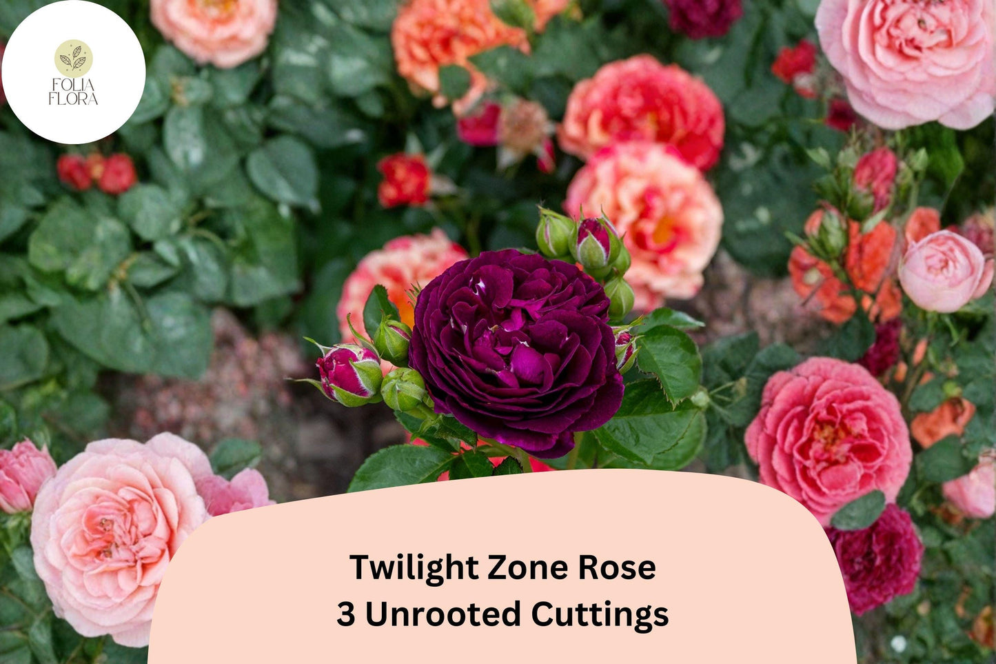 Twilight Zone Rose Cuttings – 3 Rare Purple Rose Cuttings for Rooting or Grafting