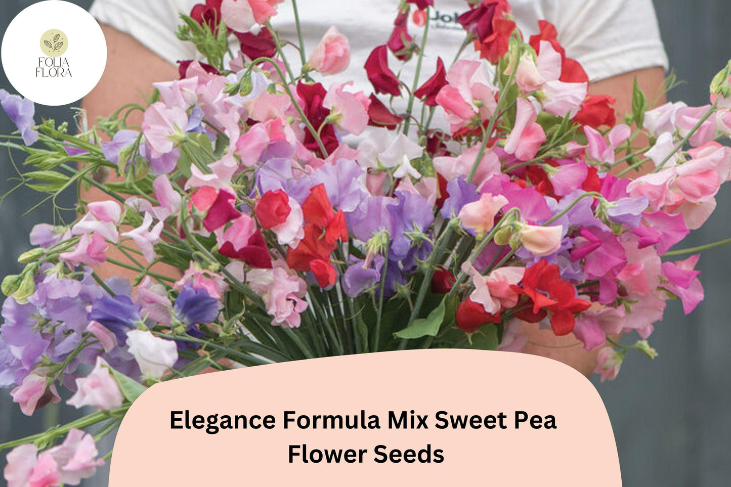 Elegance Formula Mix Sweet Pea Seeds | Lathyrus odoratus Colorful Climbing Vine (50+ Seeds)