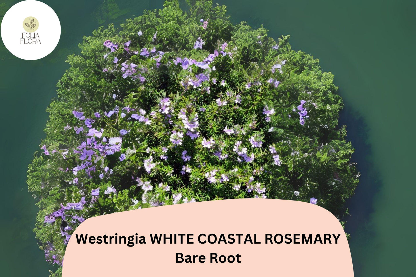 Westringia White Coastal Rosemary | 1 Live 6–12” Rooted Flowering Shrub Plant