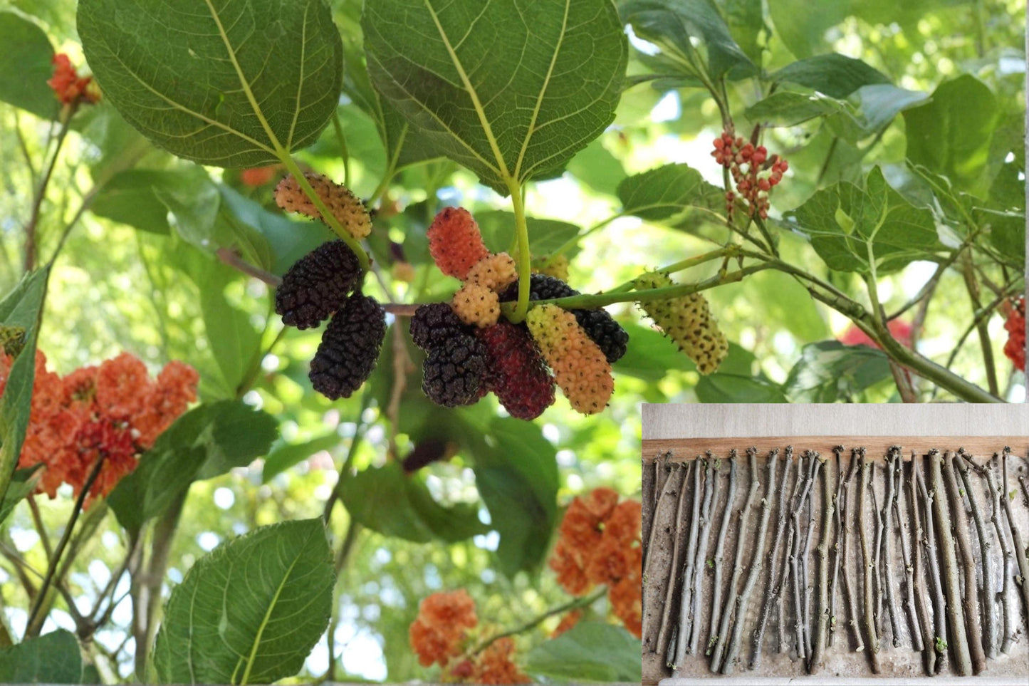 Mulberry Tree 20 Cuttings Fresh Unrooted (Morus spp.) Fruit Tree Propagation