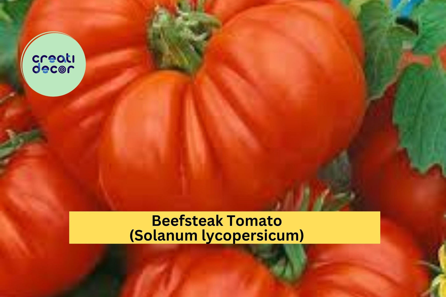 Beefsteak Tomato Live Plants – 4 Healthy 6–10” Starters – Solanum lycopersicum Heirloom Variety for Vegetable Gardens