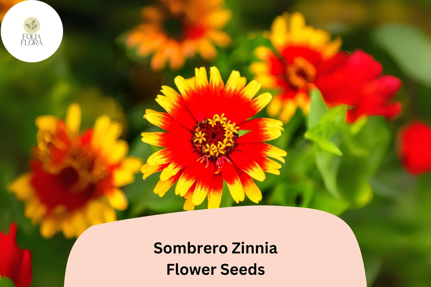 Sombrero Zinnia Seeds: Heirloom Non-GMO Annual Flowers