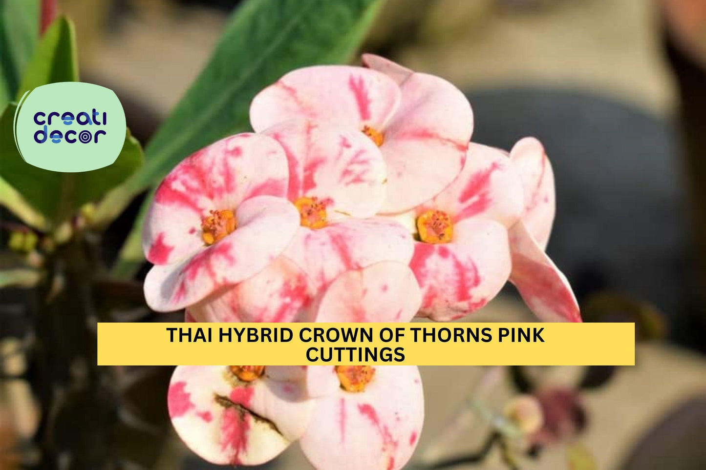 1 Thai Hybrid Crown of Thorns Cutting | Rooted Pink Mix Euphorbia Milii Starter | Colorful Flowering Succulent | Easy Care Plant