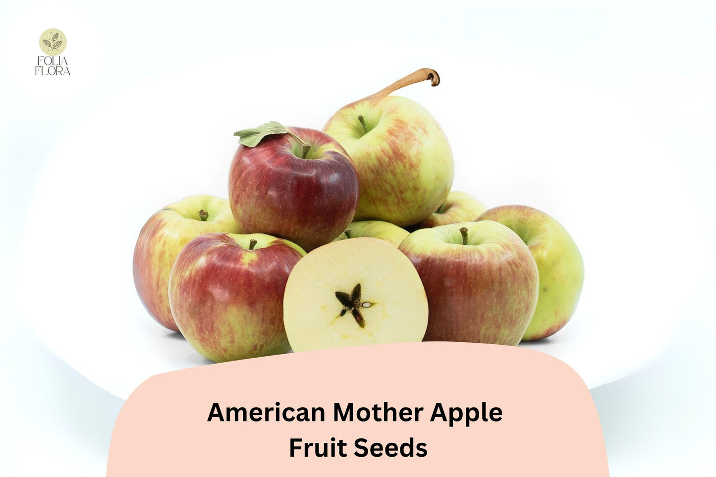 25+ American Mother Apple Seeds | Heirloom Dessert Apple | Malus domestica | Rare Antique Variety | Grow Fruit Tree from Seed