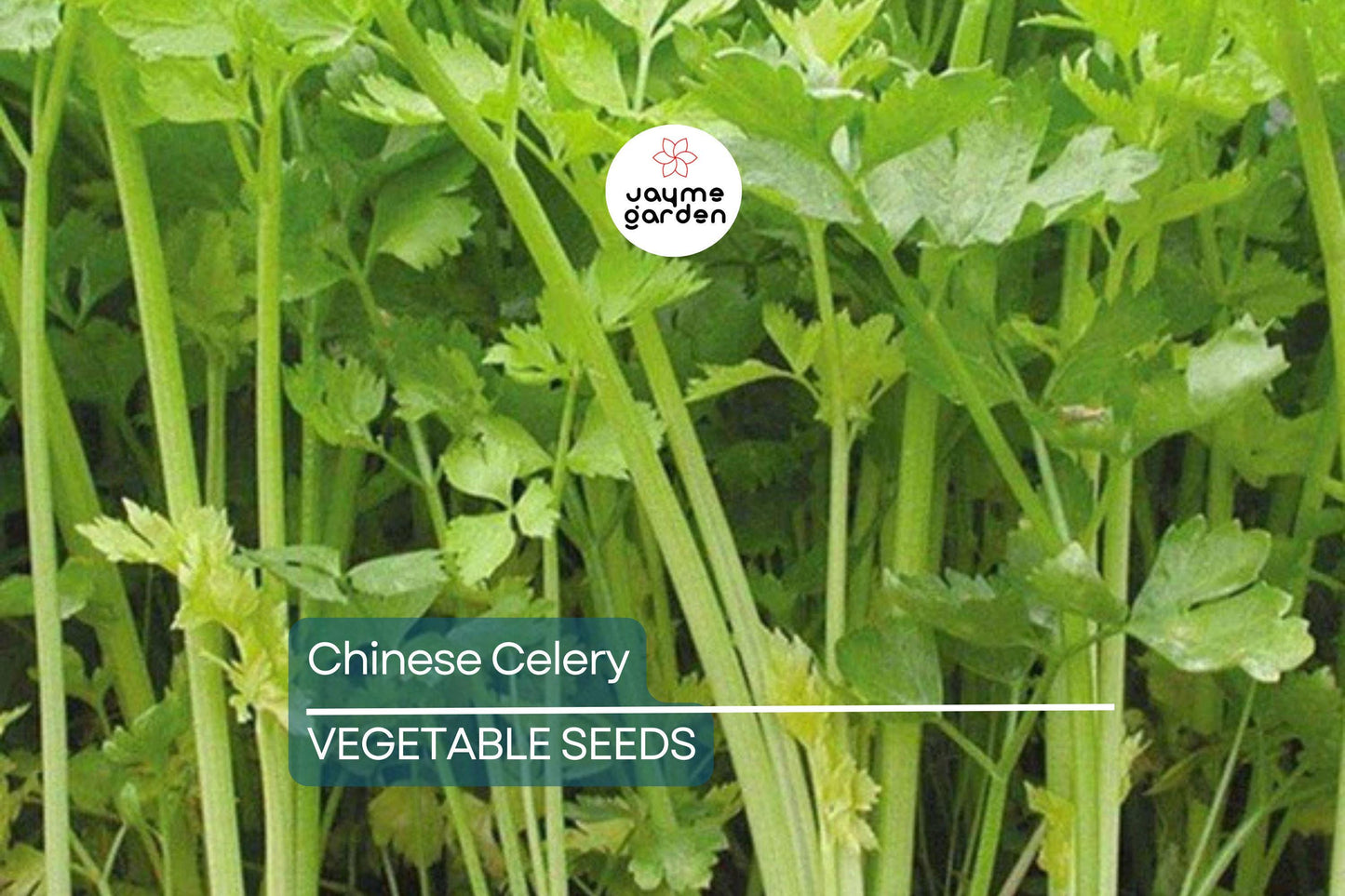 5,000 Chinese Celery Seeds ā Heirloom, Non-GMO, Aromatic & Flavorful, USA Seller