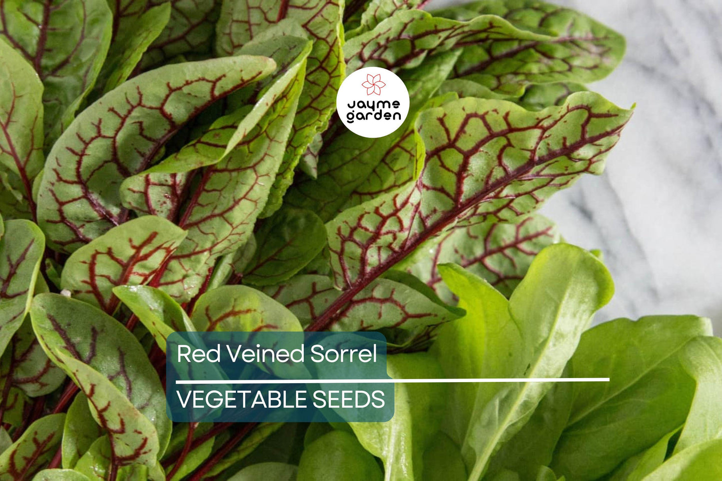500 Red Veined Sorrel Seeds - Rumex sanguineus, Tangy Heirloom Green for Salads & Garnis