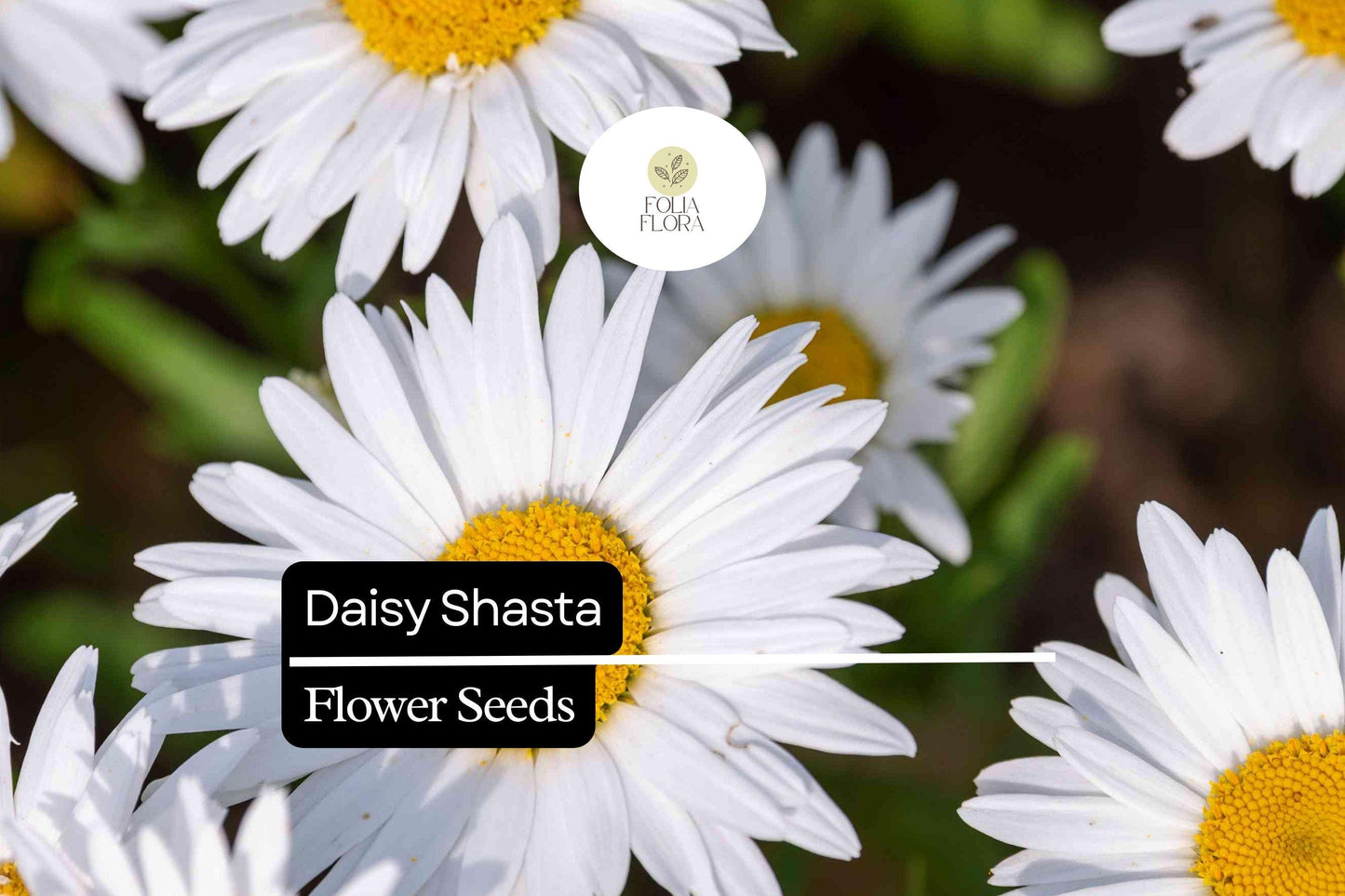 200 Seeds Daisy Shasta, Leucanthemum × Superbum, Classic Perennial White Flowers