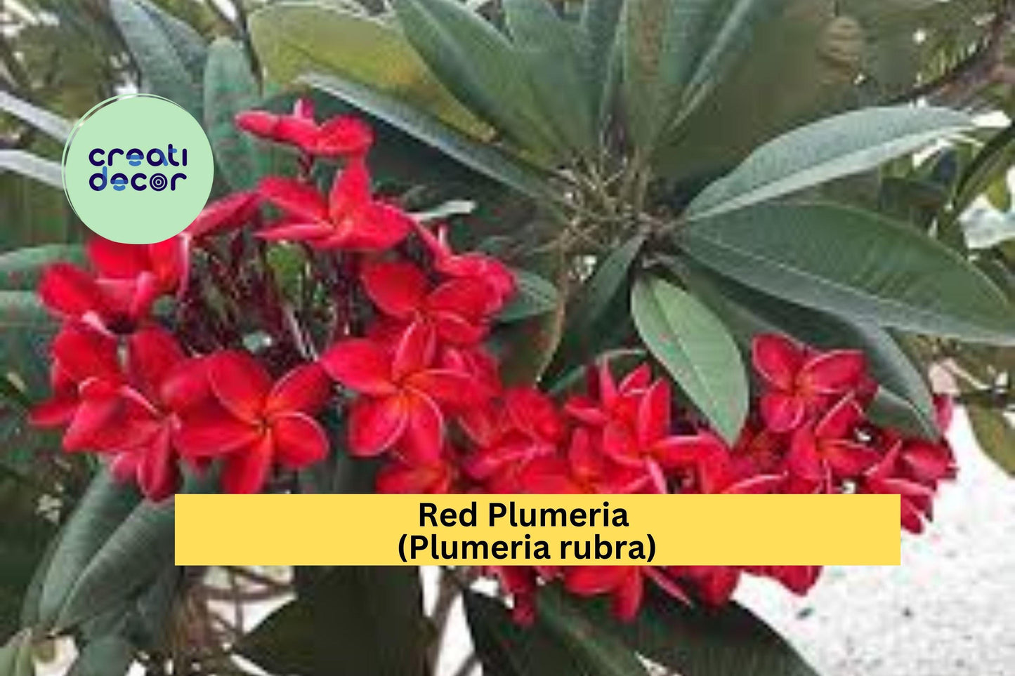 Red Plumeria (Plumeria rubra) – Live Rooted Plant in 3" Pot – Tropical Frangipani Tree with Fragrant Red Blooms