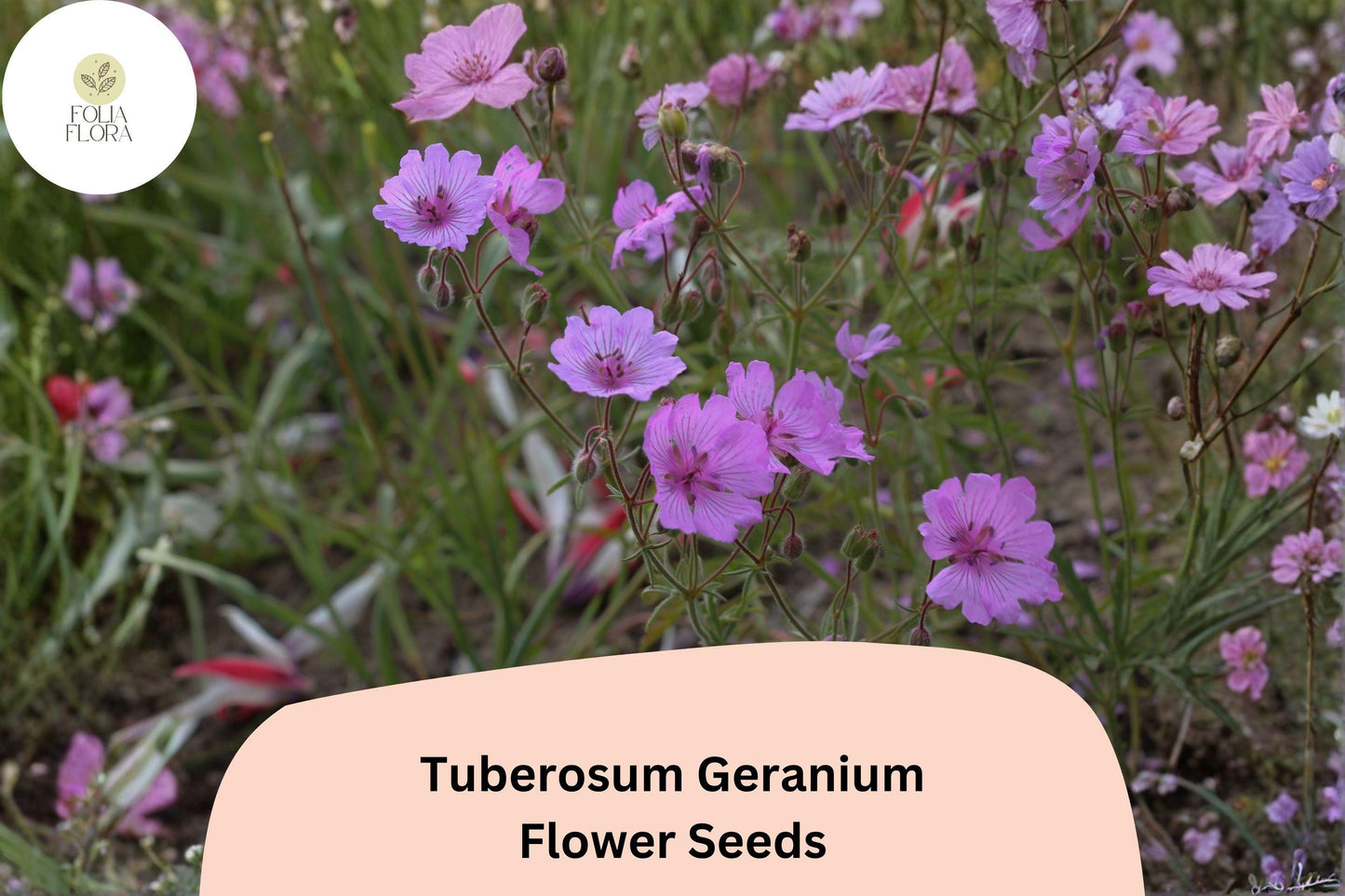 25+ Tuberosum Geranium Seeds | Hardy Perennial Cranesbill | Purple Blooms for Garden Borders and Rock Gardens