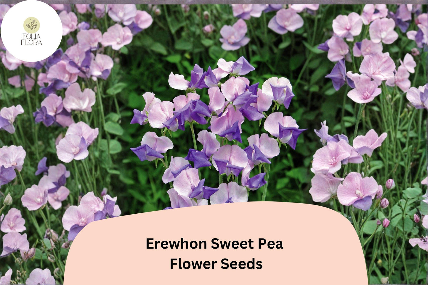 50+ Erewhon Sweet Pea Seeds | Soft Lavender Climbing Flowers for Trellis & Garden