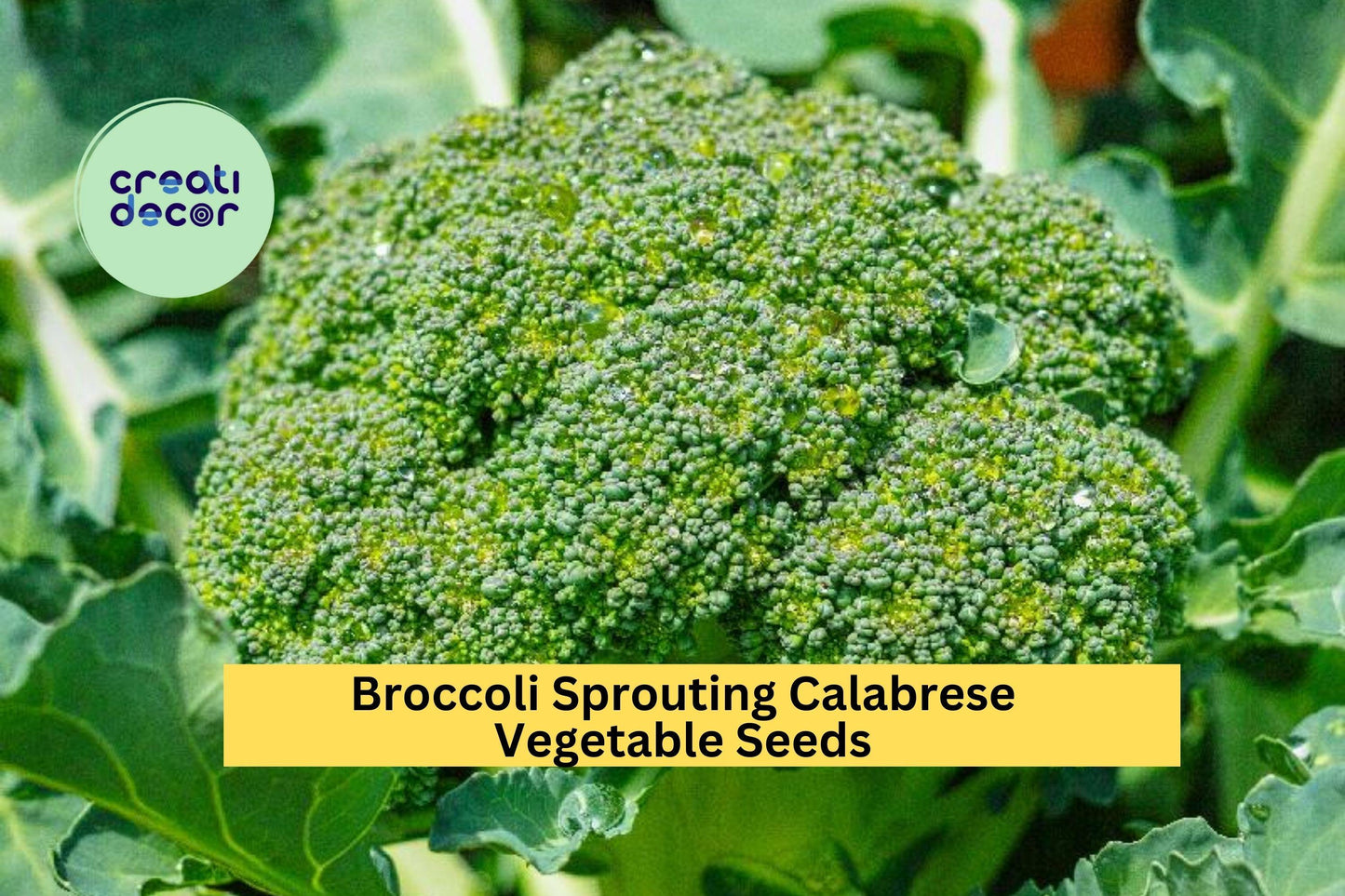 3pcs x 1g Broccoli Calabrese Seeds – Green Sprouting Heirloom for Garden Beds, Raised Rows, or Container Growing Seeds for Planting